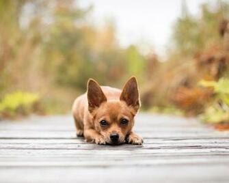 Back Gallery For Teacup Chihuahua Wallpaper