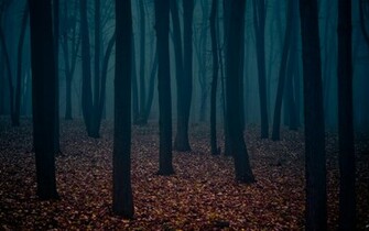 Dark Forest Wallpaper HD