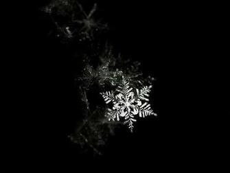 Snowflake Black And White