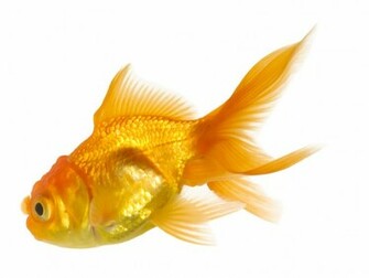 Goldfish Wallpaper