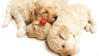HD Puppy Wallpaper