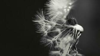 Dandelion Black And White Wallpaper
