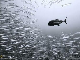 Best Ulua Wallpaper