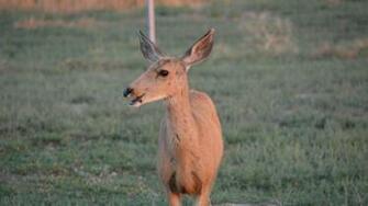 Mule Deer Doe High Quality And Resolution Wallpaper On