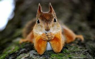 Cute Squirrel Wallpaper