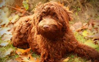 Wallpaper Australian Labradoodle 4k Curly Dog Puppy