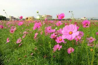 Pink Cosmos Wallpaper
