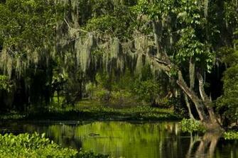 The Swamps Of Louisiana State Between Texas And Mississippi In Front