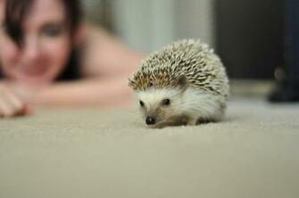 Very Cute Hedgehogs Pics