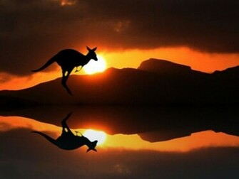 Kangaroo Wallpaper