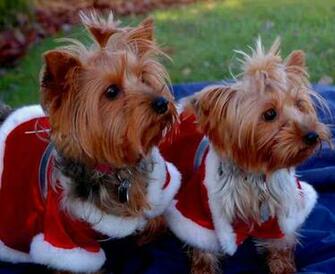 Yorkie Claus Yorkshire Terriers Yorkies Wallpaper