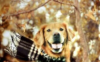 Dogs Love The Fall Wallpaper HD