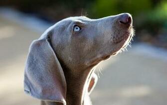 Weimaraner Computer Wallpaper Desktop Background
