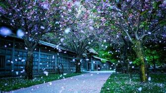 Spring Nature Wallpaper