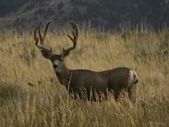 Monster Buck Wallpaper Weddingdressin