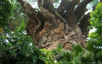 Disney Wallpaper Animal Kingdom