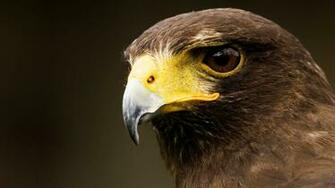 Hawk Wallpaper Computer Desktop Backgro