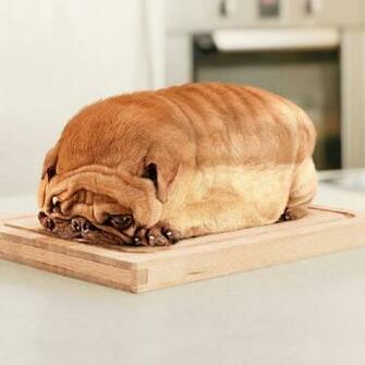 Pug Loaf iPad Background Best Wallpaper