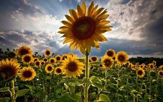 Sunflower Field Widescreen Wallpaper
