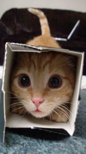 iPhone Wallpaper Cute Cat