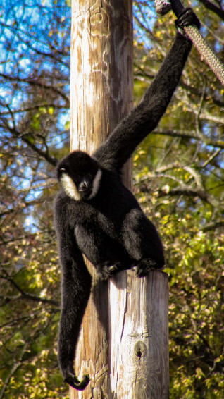 Monkey iPhone Baggrunde Wallpaper