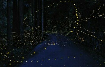 Fireflies Nature Wallpaper Photos Of Golden