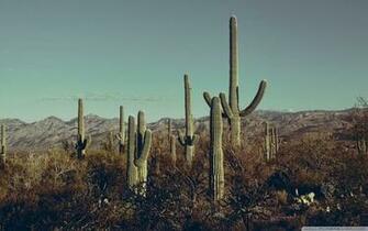 Saguaro National Park East Arizona 4k HD Desktop Wallpaper For