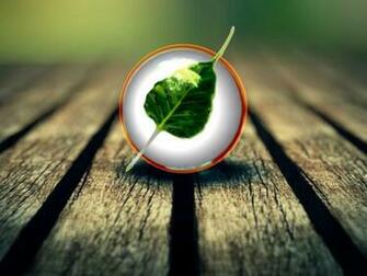 Precious Leaf Wallpaper In Flowers Plants With
