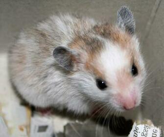 Hamsters Achtergronden Dieren HD Hamster Wallpaper Foto Jpg