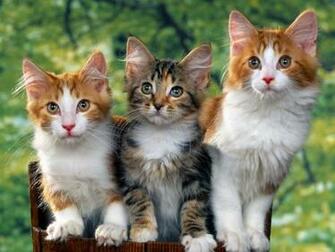Best Desktop HD Wallpaper Cat