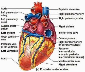 Anatomy And Physiology Games Wallpaper HD Quality