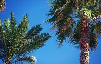 Wallpaper Palm Trees Leaves Sky Nature