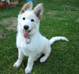 Pictures Of White German Shepherds Puppies Wallpaper