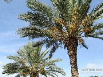 Large Florida Palm Tree Wallpaper Desktop