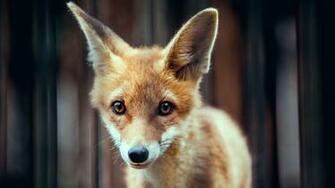 Go Back Pix For Cute Baby Fox Wallpaper