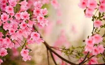 Pics Of Flowers Wallpaper