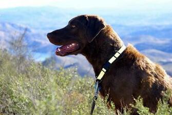 Chesapeake Bay Retriever Wallpaper Puppy Pictures Breed Info