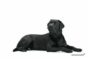 Search Results For Black Lab White Background