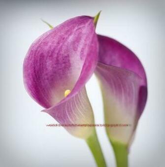 Beautiful Wallpaper Calla Lily Flowers