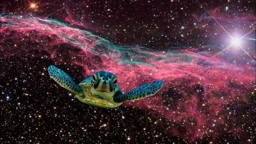 Turtle S Dream In Outer Space Always Sunny It