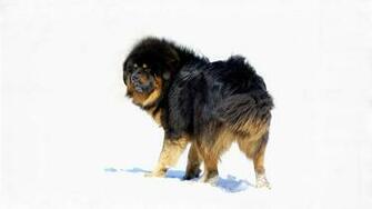 Tibetan Mastiff HD Wallpaper