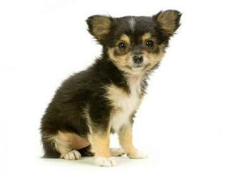 Baby Chiuaua Chuwawas