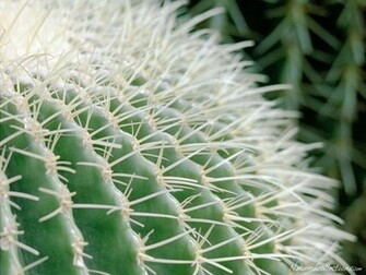 Cactus Wallpaper Desktop HD