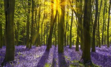 Spring Bluebell Forest Wallpaper Mural Marmalade Art