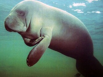 Manatee Wallpaper Background