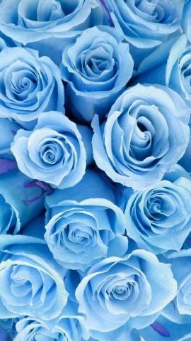 Sarah Gorenstein On Blue Flower Wallpaper