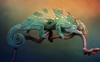 Colorful Chameleon Wallpaper HD Tapandaola111