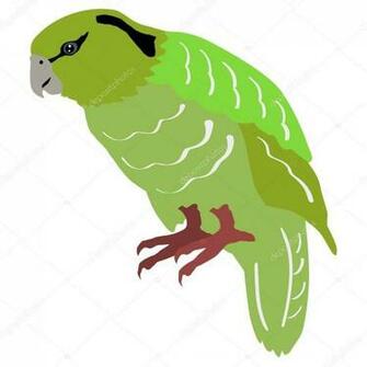 Best Kakapo Wallpaper