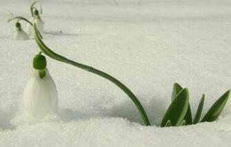 Wallpaper White Flower Macro Light Snow Flowers Spring