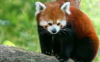 Red Panda Wallpaper HD